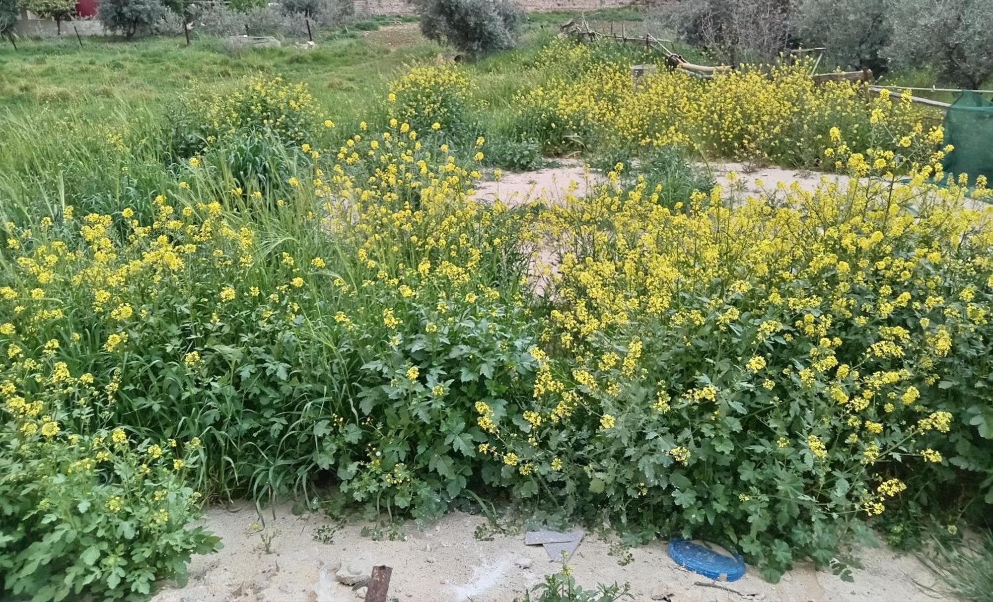 Emile Altwal Appartement Madaba Buitenkant foto